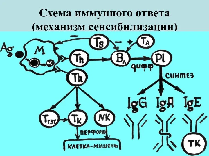 Схема иммунного ответа (механизм сенсибилизации)