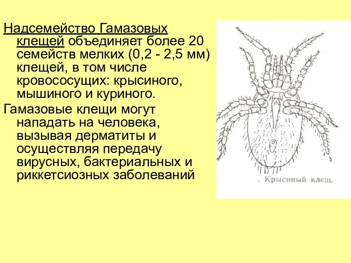 Надсемейство Гамазовых клещей объединяет более 20 семейств мелких (0,2 - 2,5