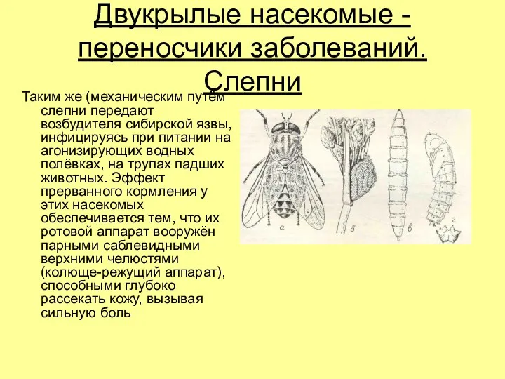 Двукрылые насекомые - переносчики заболеваний. Слепни Таким же (механическим путём слепни