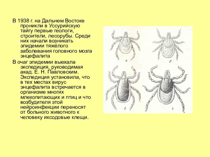 В 1938 г. на Дальнем Востоке проникли в Уссурийскую тайгу первые