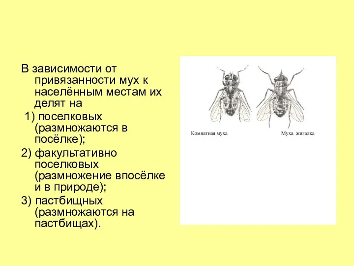 В зависимости от привязанности мух к населённым местам их делят на