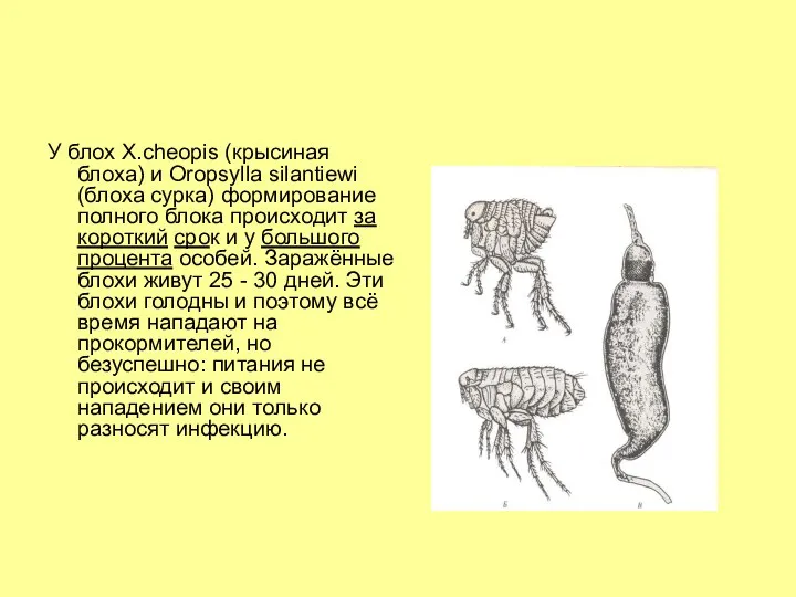 У блох X.cheopis (крысиная блоха) и Oropsylla silantiewi (блоха сурка) формирование