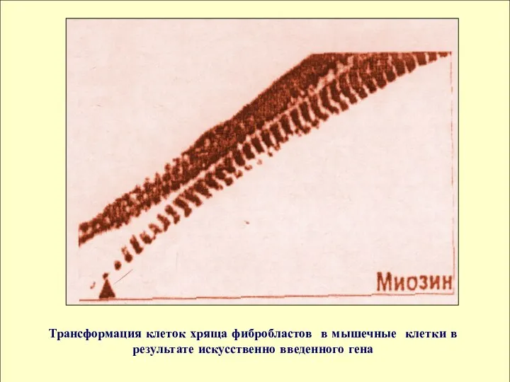 Трансформация клеток хряща фибробластов в мышечные клетки в результате искусственно введенного гена
