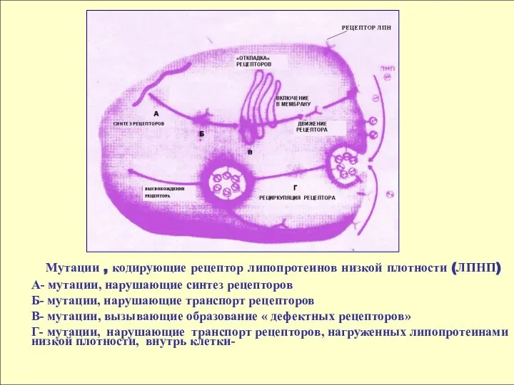 Мутации , кодирующие рецептор липопротеинов низкой плотности (ЛПНП) А- мутации, нарушающие