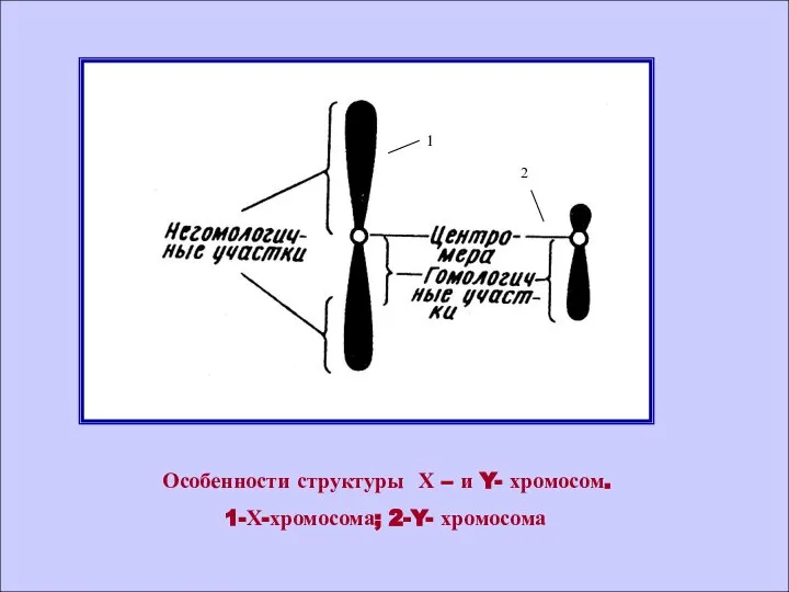 Особенности структуры Х – и Y- хромосом. 1-Х-хромосома; 2-Y- хромосома Особенности