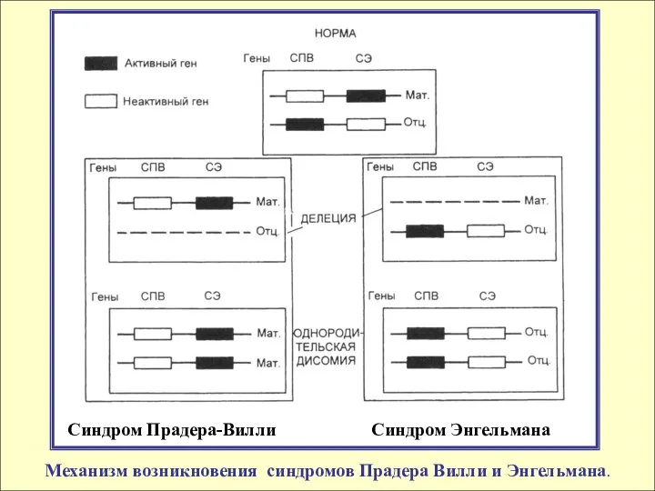 Синдром Прадера-Вилли Синдром Энгельмана Механизм возникновения синдромов Прадера Вилли и Энгельмана.