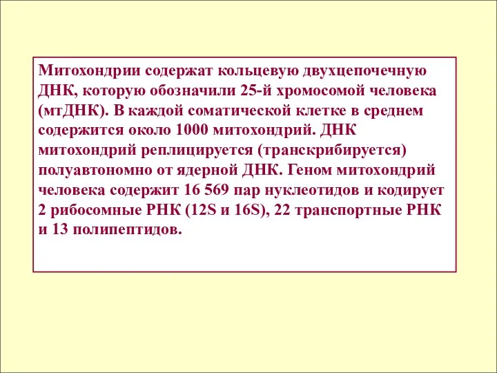 Митохондрии содержат кольцевую двухцепочечную ДНК, которую обозначили 25-й хромосомой человека (мтДНК).