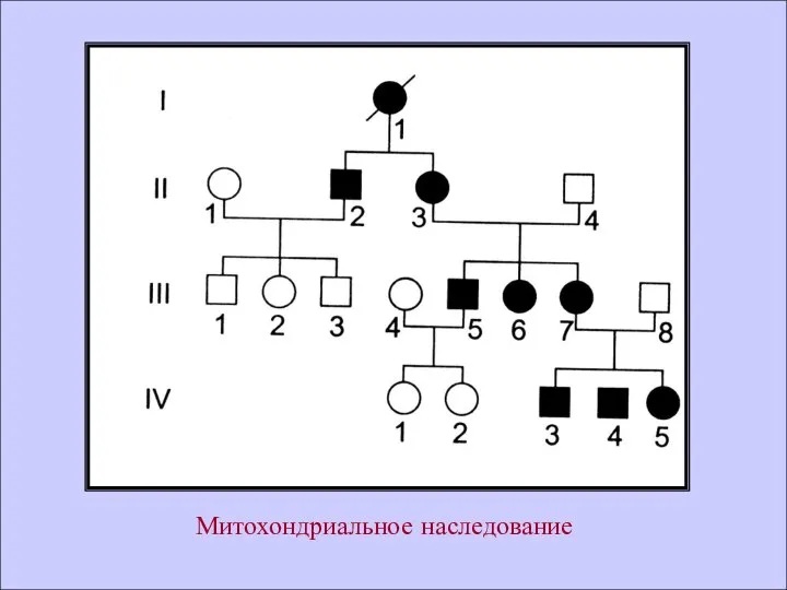 Митохондриальное наследование