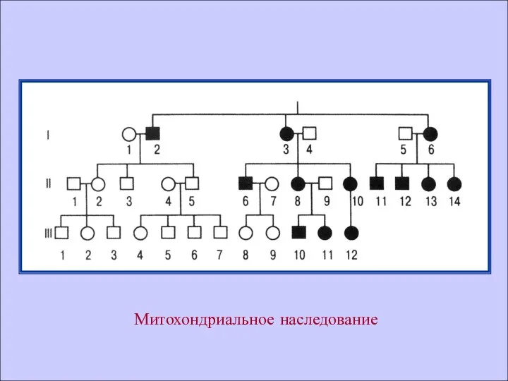 Митохондриальное наследование