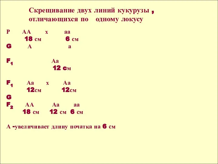 Р АА х аа 18 см 6 см G А а