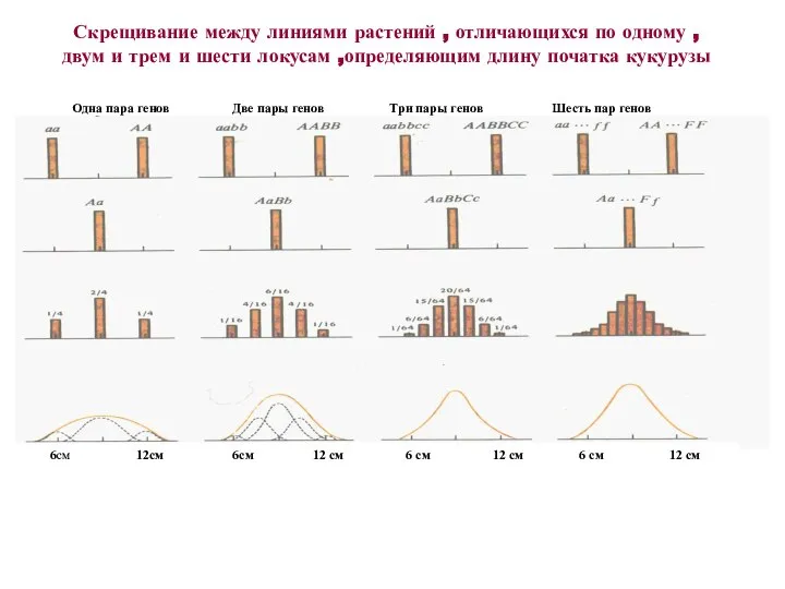 Скрещивание между линиями растений , отличающихся по одному , двум и