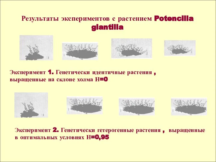 Результаты экспериментов с растением Potencilla glantilla Эксперимент 1. Генетически идентичные растения