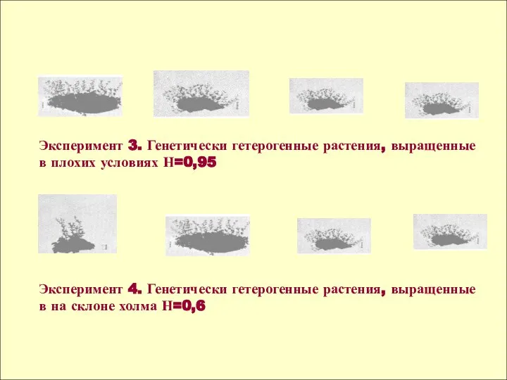 Эксперимент 3. Генетически гетерогенные растения, выращенные в плохих условиях Н=0,95 Эксперимент