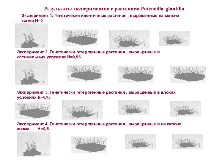 Эксперимент 3. Генетически гетерогенные растения , выращенные в плохих условиях Н=0,95