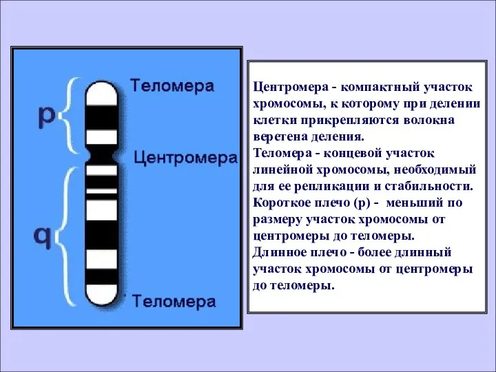 Центромера - компактный участок хромосомы, к которому при делении клетки прикрепляются