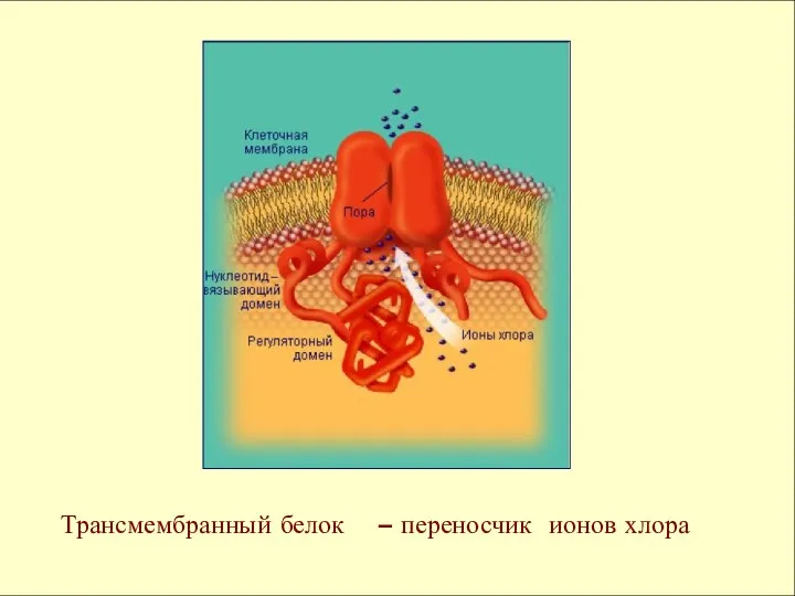 Трансмембранный белок – переносчик ионов хлора