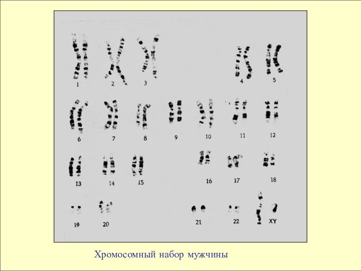 Хромосомный набор мужчины