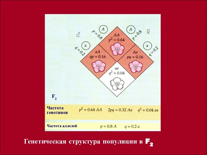 Частота генотипов Частота аллелей F2 ♀ ♂ Генетическая структура популяции в F2