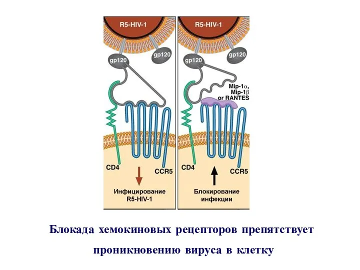 Блокада хемокиновых рецепторов препятствует проникновению вируса в клетку