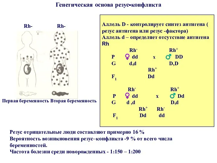 Генетическая основа резус-конфликта Резус отрицательные люди составляют примерно 16 % Вероятность