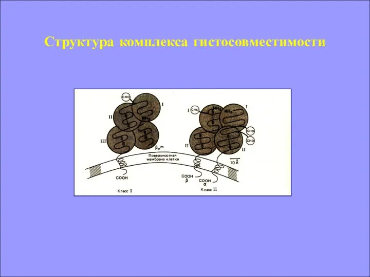 Структура комплекса гистосовместимости