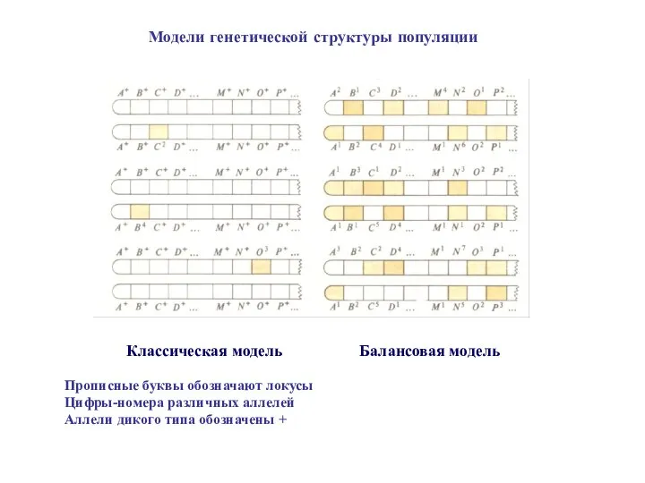 Классическая модель Балансовая модель Модели генетической структуры популяции Прописные буквы обозначают