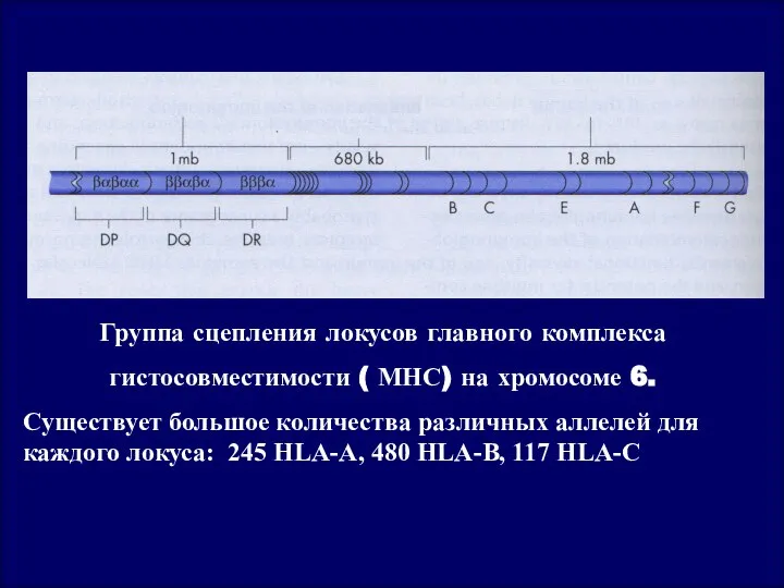 Группа сцепления локусов главного комплекса гистосовместимости ( МНС) на хромосоме 6.