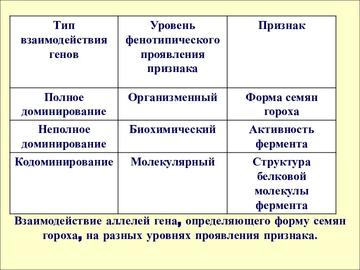 Взаимодействие аллелей гена, определяющего форму семян гороха, на разных уровнях проявления признака.