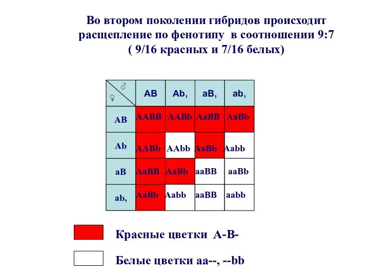 Во втором поколении гибридов происходит расщепление по фенотипу в соотношении 9:7