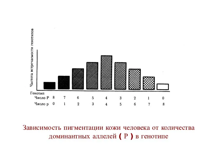 Зависимость пигментации кожи человека от количества доминантных аллелей ( Р ) в генотипе
