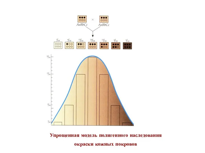 Упрощенная модель полигенного наследования окраски кожных покровов