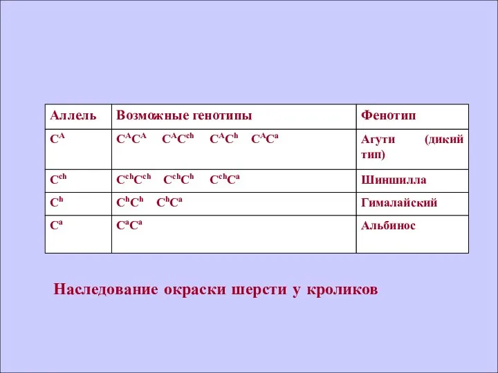 Наследование окраски шерсти у кроликов