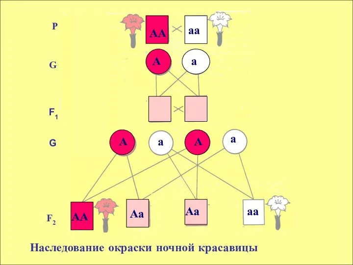 P F1 F2 G G Наследование окраски ночной красавицы АА А