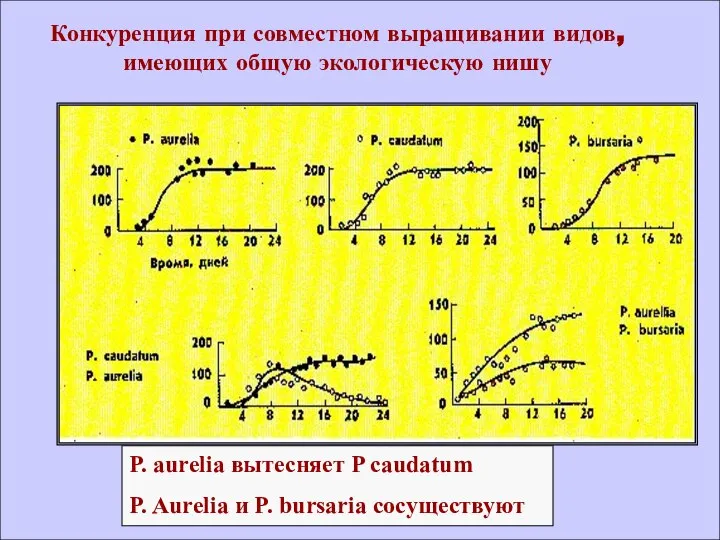 P. aurelia вытесняет P caudatum P. Aurelia и P. bursaria сосуществуют