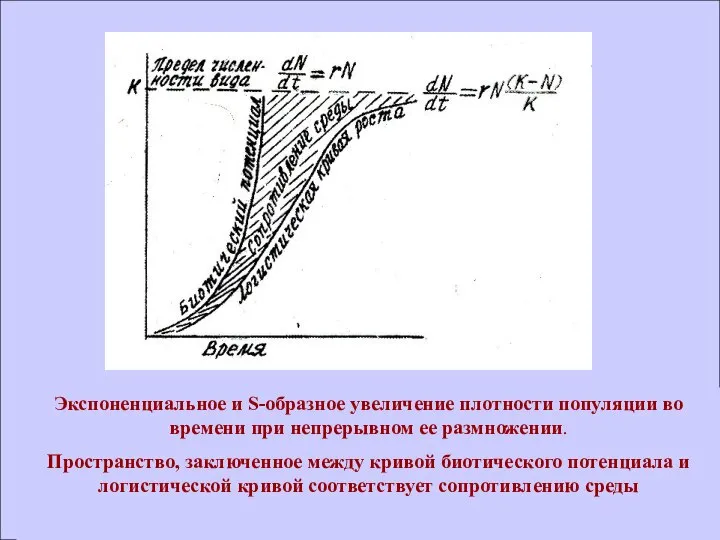 Экспоненциальное и S-образное увеличение плотности популяции во времени при непрерывном ее