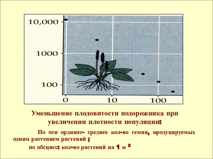 Уменьшение плодовитости подорожника при увеличении плотности популяции: По оси ординат- среднее