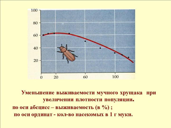 Уменьшение выживаемости мучного хрущака при увеличении плотности популяции. по оси абсцисс