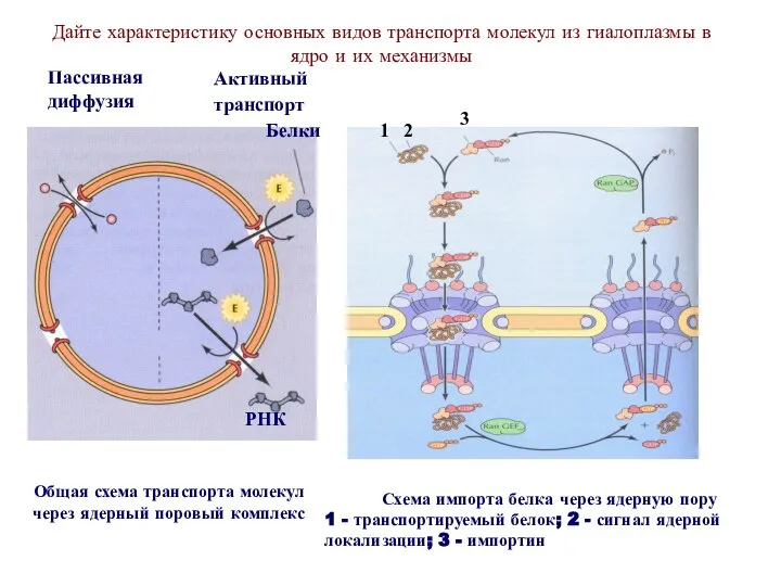 Дайте характеристику основных видов транспорта молекул из гиалоплазмы в ядро и их механизмы