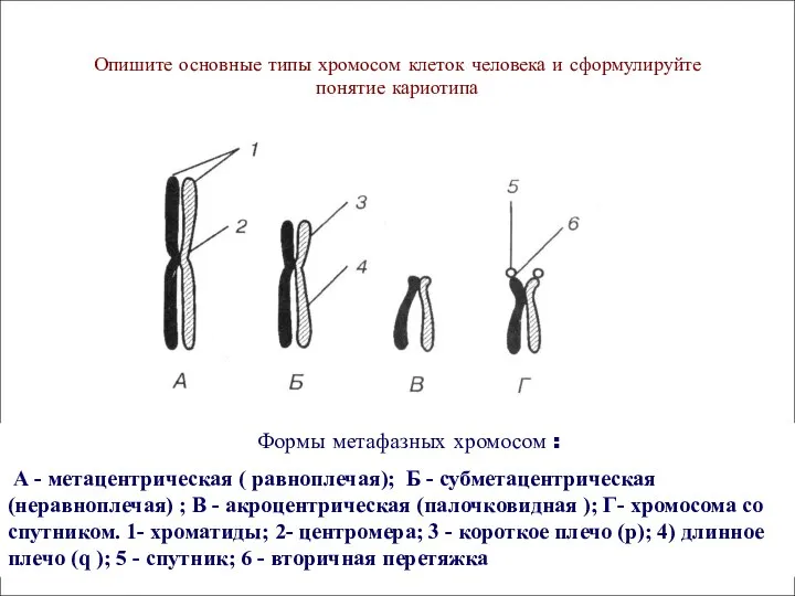 Формы метафазных хромосом : А - метацентрическая ( равноплечая); Б -