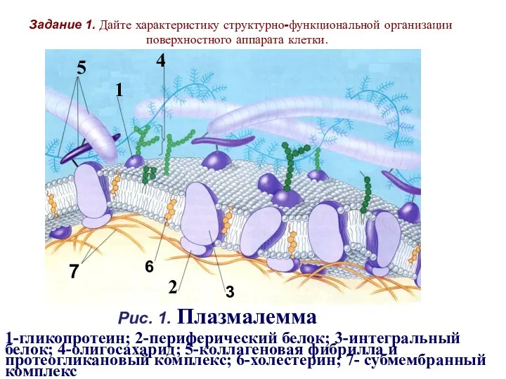 Рис. 1. Плазмалемма 1-гликопротеин; 2-периферический белок; 3-интегральный белок; 4-олигосахарид; 5-коллагеновая фибрилла