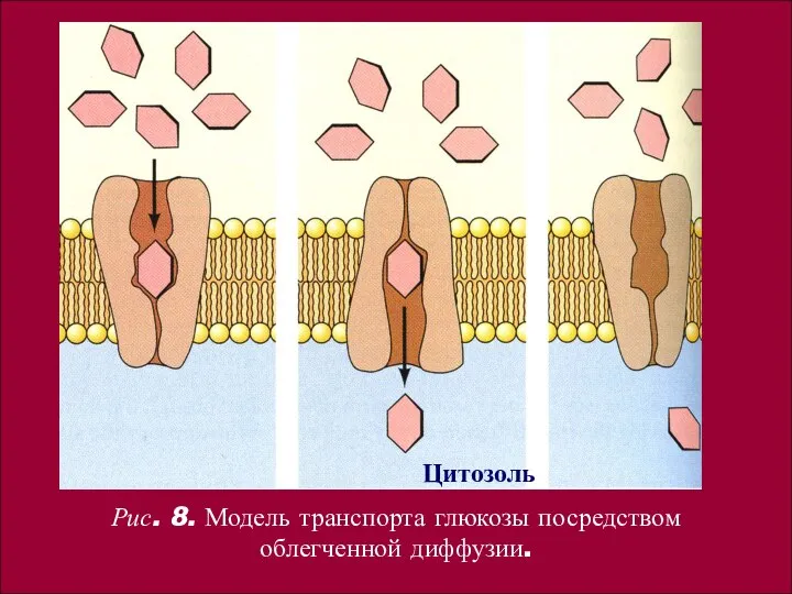 Цитозоль Рис. 8. Модель транспорта глюкозы посредством облегченной диффузии.