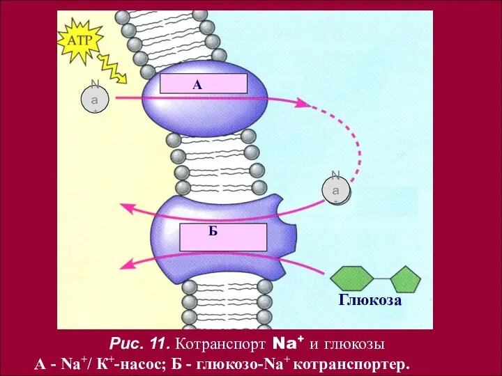 А Б Na+ Na+ Глюкоза Рис. 11. Котранспорт Na+ и глюкозы