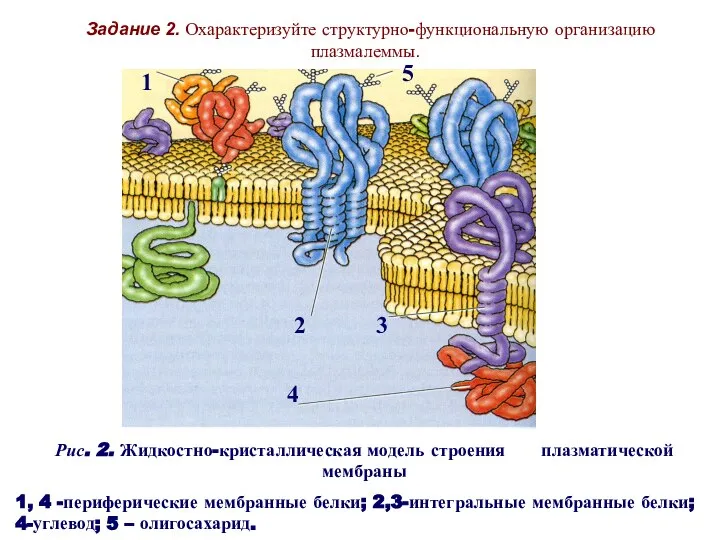 Рис. 2. Жидкостно-кристаллическая модель строения плазматической мембраны 1, 4 -периферические мембранные