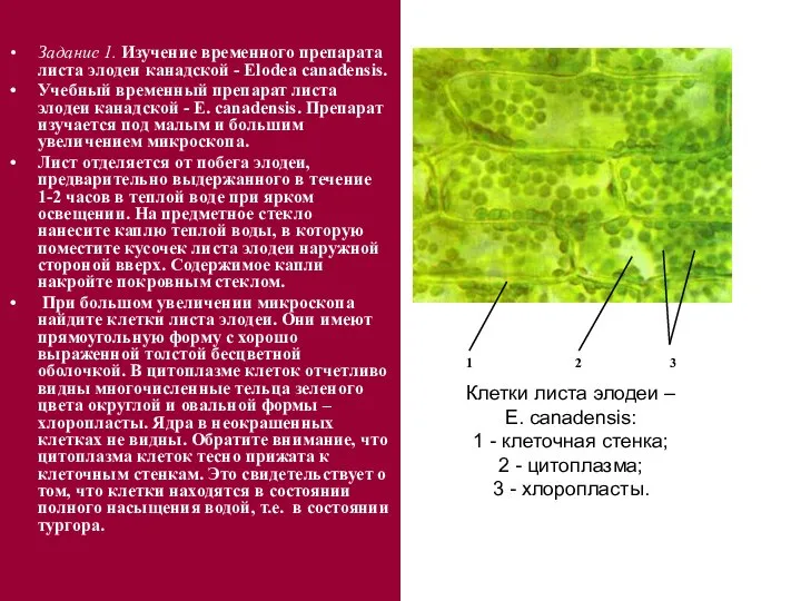 Клетки листа элодеи – E. сanadensis: 1 - клеточная стенка; 2