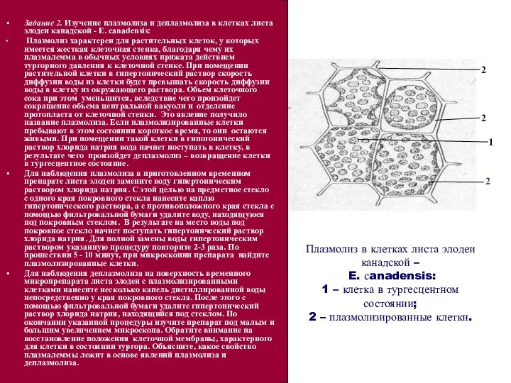 Плазмолиз в клетках листа элодеи канадской – E. сanadensis: 1 –