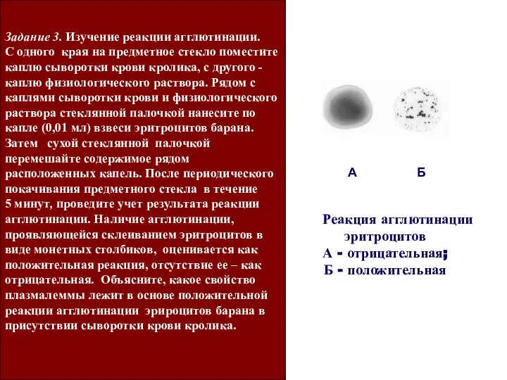 А Б Реакция агглютинации эритроцитов А - отрицательная; Б - положительная