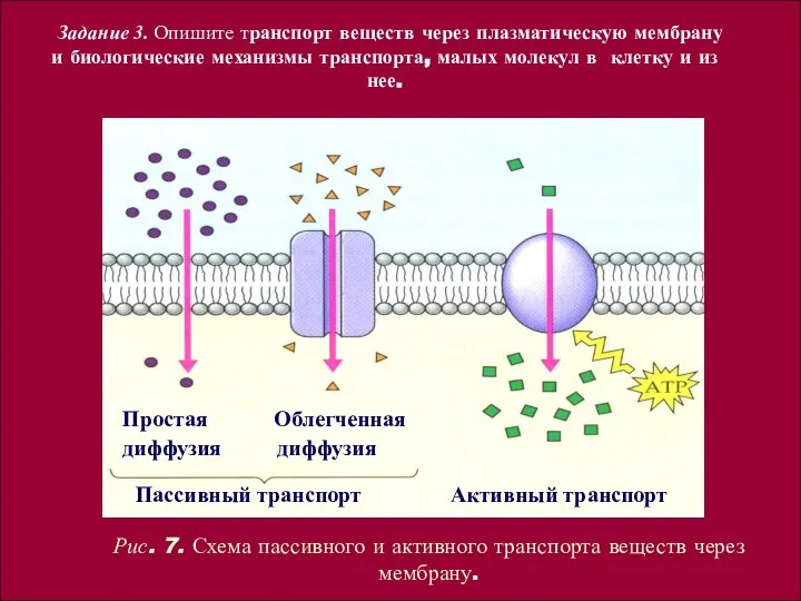 Задание 3. Опишите транспорт веществ через плазматическую мембрану и биологические механизмы