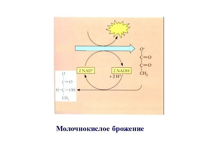 Молочнокислое брожение