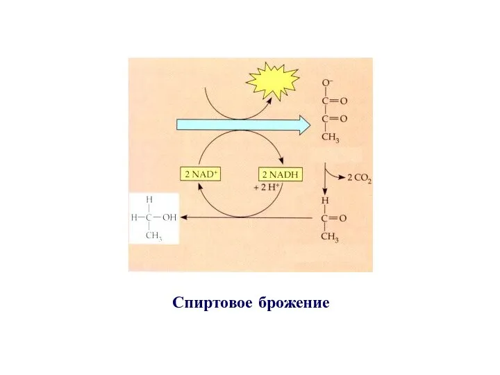 Спиртовое брожение