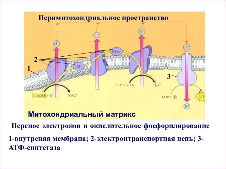 Перимитохондриальное пространство Перенос электронов и окислительное фосфорилирование 1-внутреняя мембрана; 2-электронтранспортная цепь; 3- АТФ-синтетаза